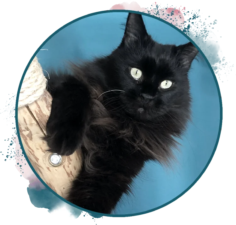 Maine Coon Kater "Kassidy" - Spaßbeauftragter