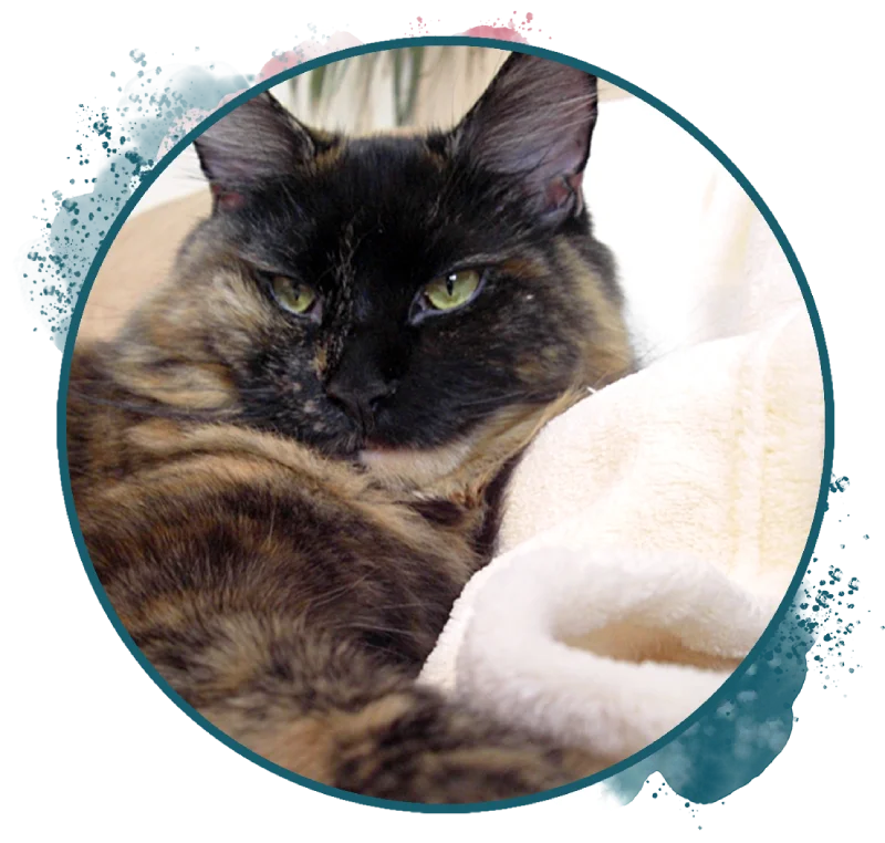 Maine Coon Katze "Luna"